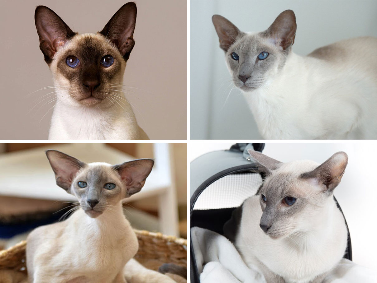 Couleurs des chats siamois