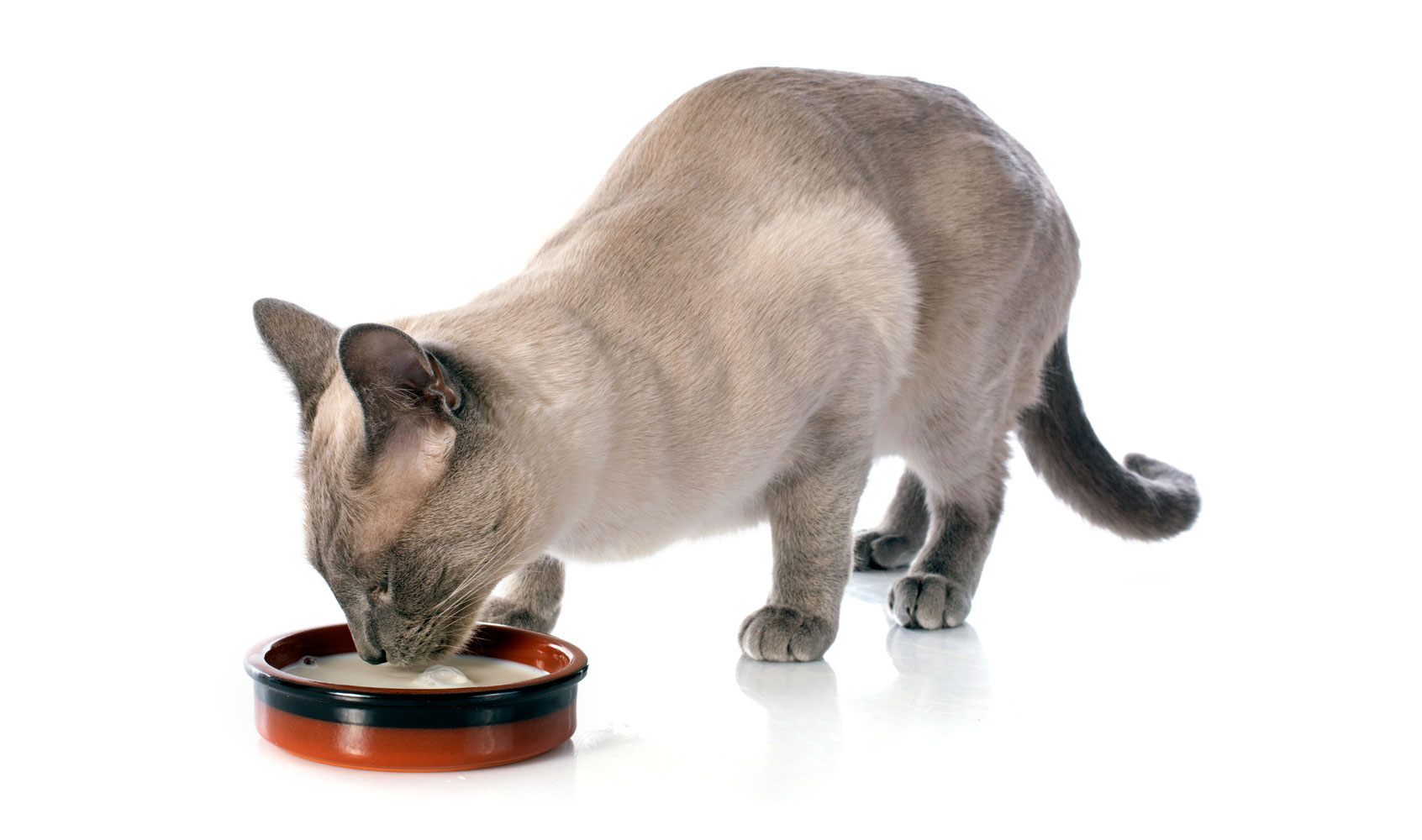 nutrition du chat siamois