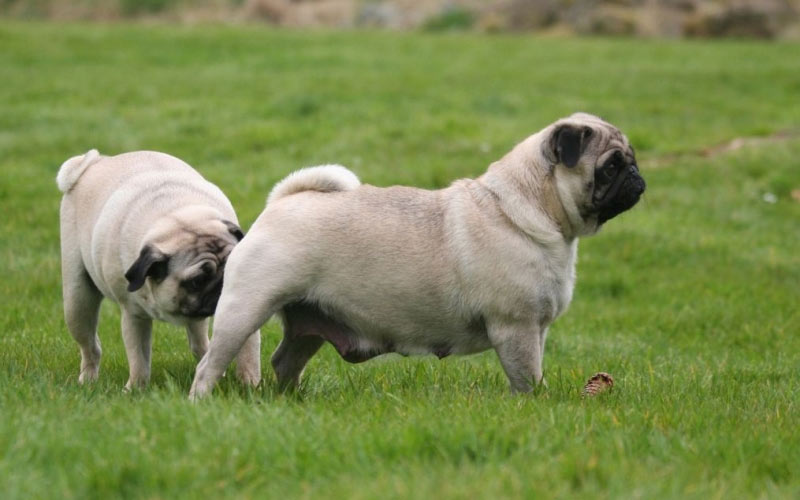 Tout sur la chaleur chez les chiens