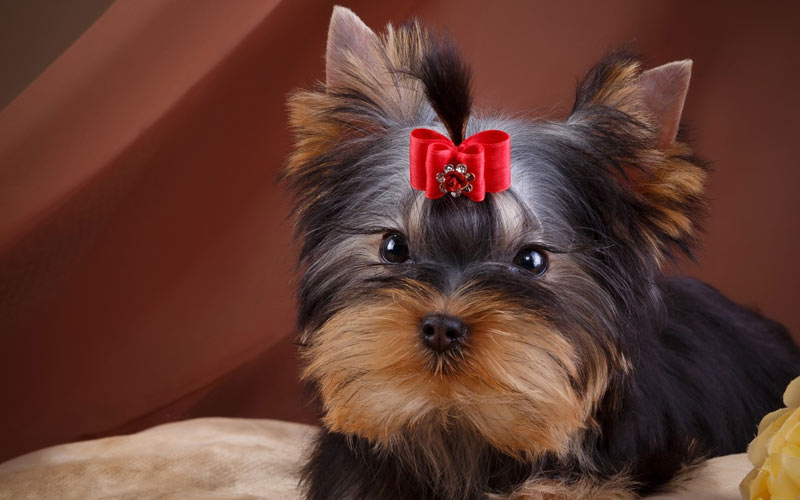 Phases du cycle et œstrus chez les chiennes de différentes races