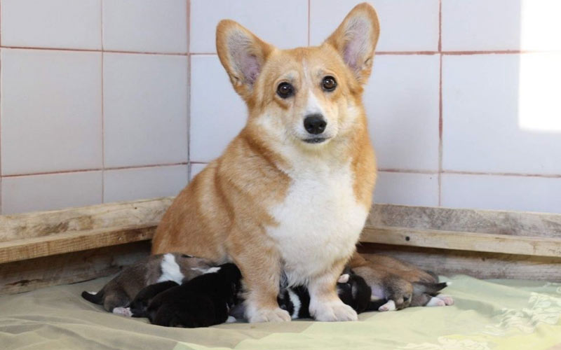 Quand une chienne aura-t-elle ses chaleurs après avoir mis bas ?