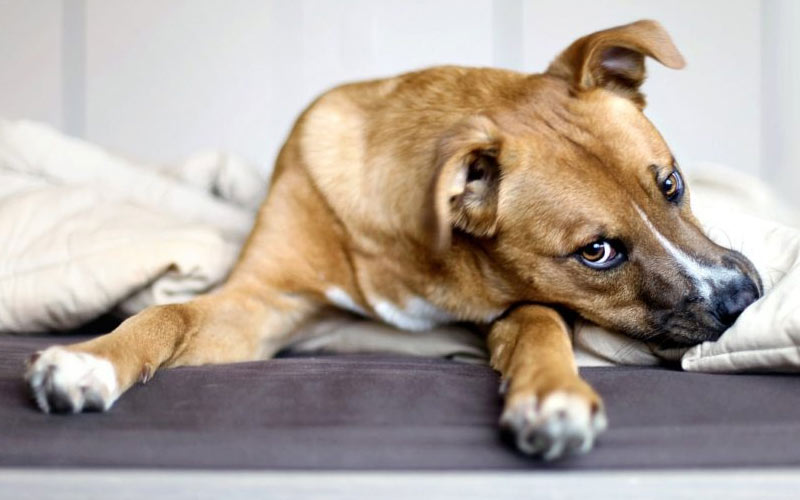 Que faire si un chien dégage une odeur désagréable pendant ses chaleurs ?