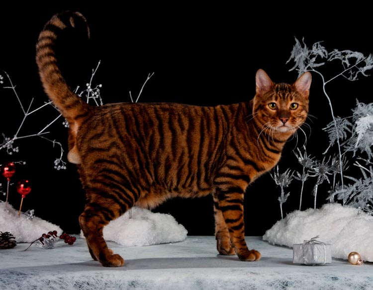 la race de chat la plus chère