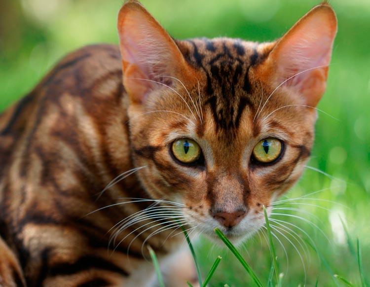 Toyger dans l'herbe