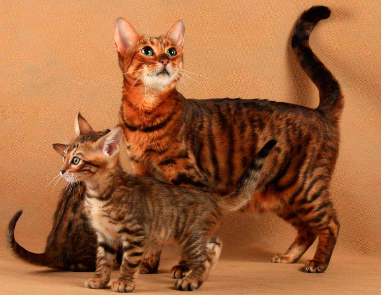 Chatte Toyger avec ses chatons
