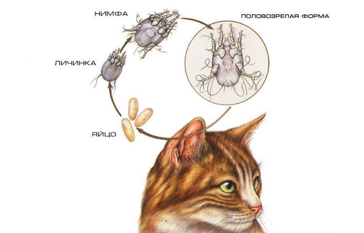 Otodectose chez un chat
