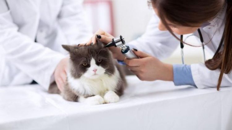 Un vétérinaire examine l'oreille d'un chat