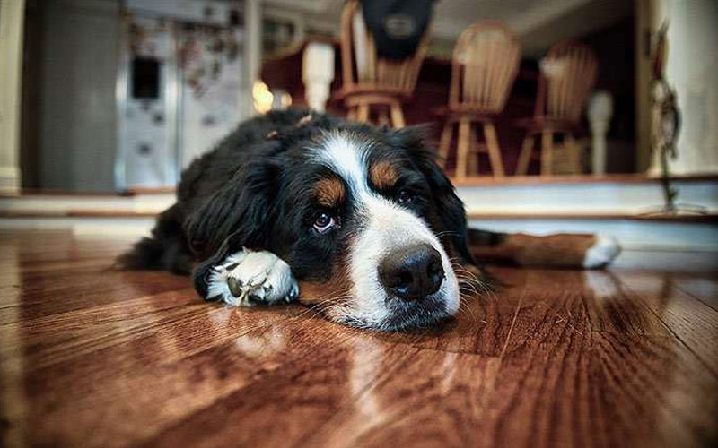 Torsion gastrique chez le chien : symptômes, causes et traitement