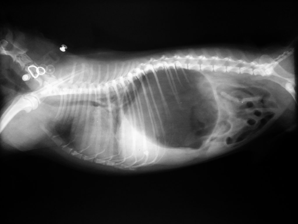 Torsion gastrique chez le chien