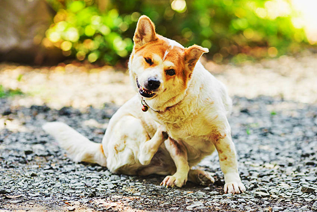 Pellicules et démangeaisons chez les chiens