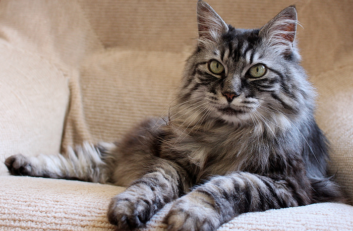 Photo de Bobtail des Kouriles