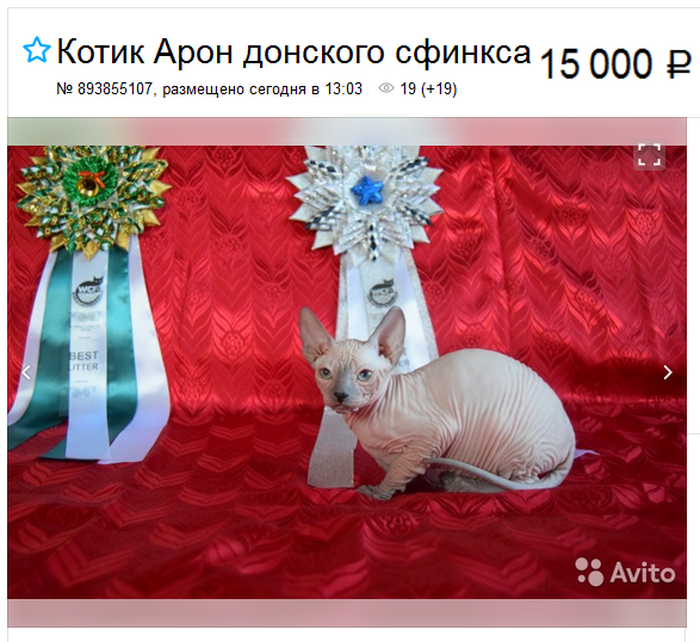 Don Sphynx sur Avito