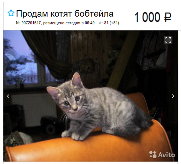 Bobtail des Kouriles à vendre