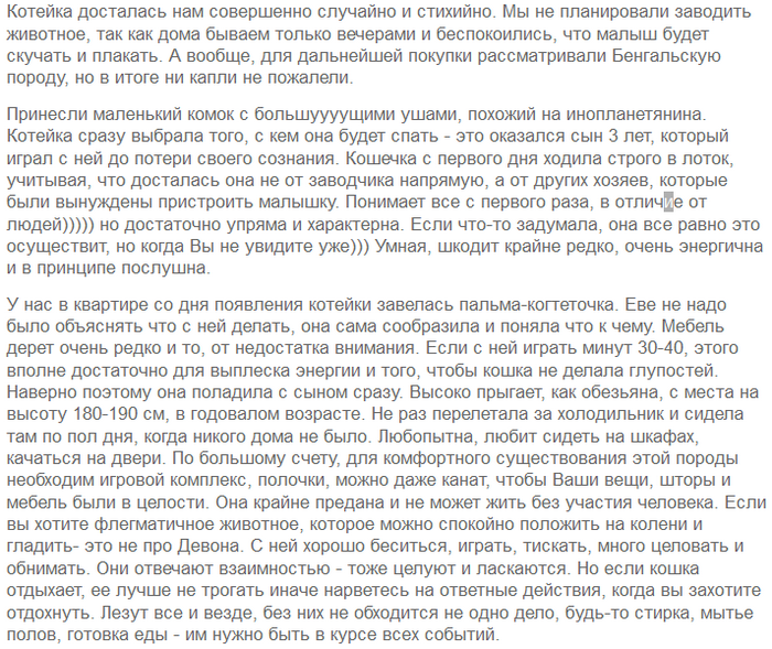 Avis sur le chat Devon Rex