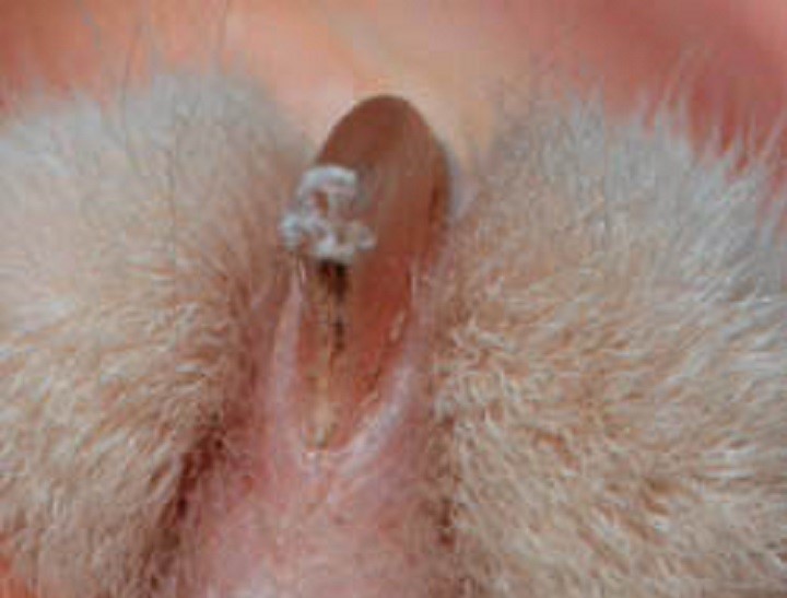 Couper les griffes d'un chat