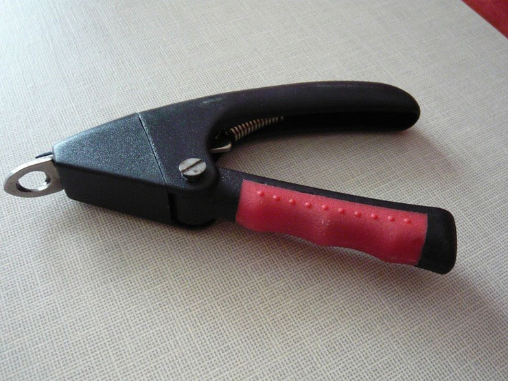 Couper les griffes d'un chat