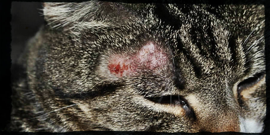 Photo de teigne chez un chat