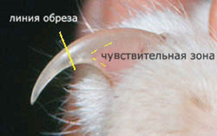 Couper les griffes d'un chat