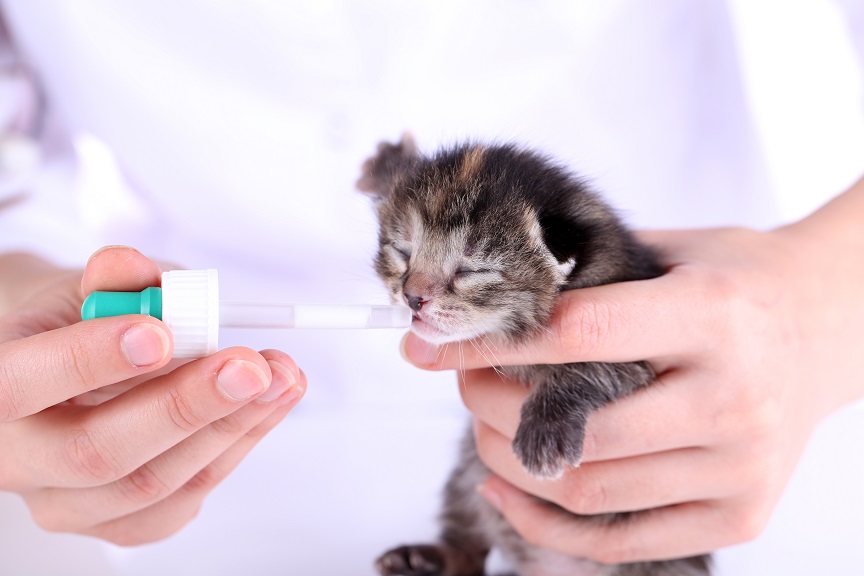 Nourrir un chaton nouveau-né à la pipette