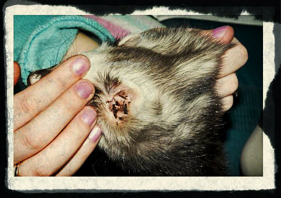 Acariens de l'oreille chez un chat