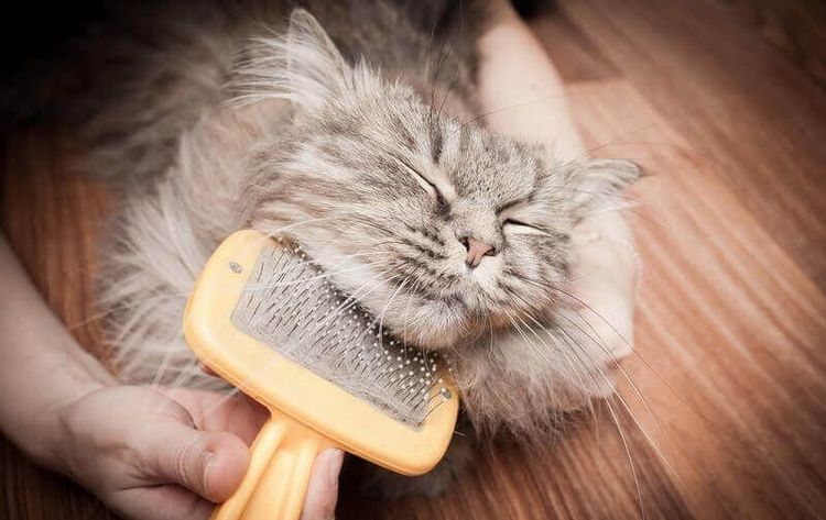 On brosse le chat