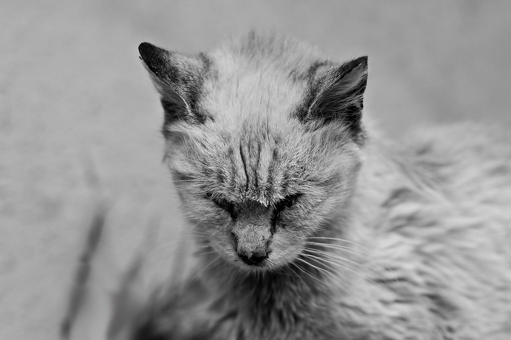 La maladie de Carré chez les chats