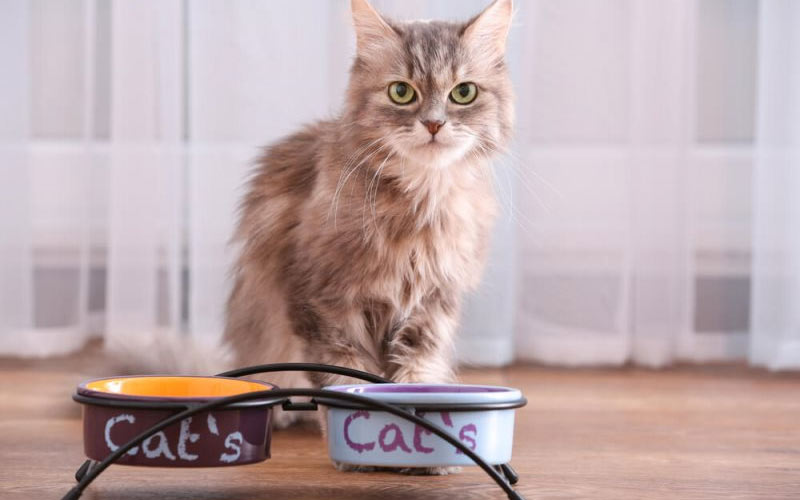 Mon chat refuse de manger - que dois-je faire ?