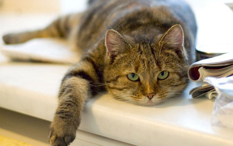 Pourquoi un chat refuse de manger - causes, symptômes et maladies