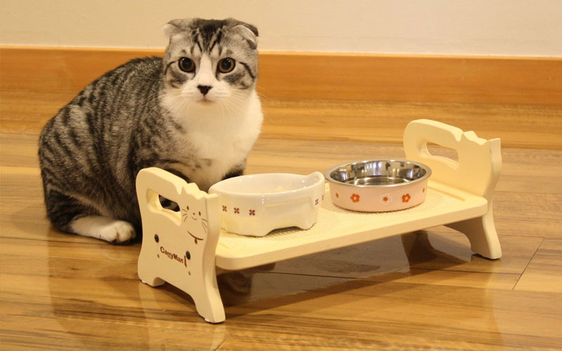 Que faire si votre chat refuse de manger