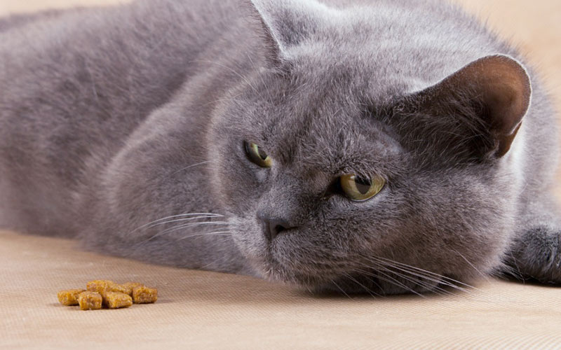 Aider un chat souffrant de problèmes d'estomac à la maison