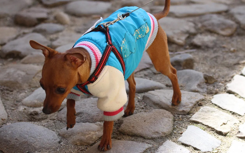 Vêtements pour chiens : choix, tailles et à qui ils sont destinés