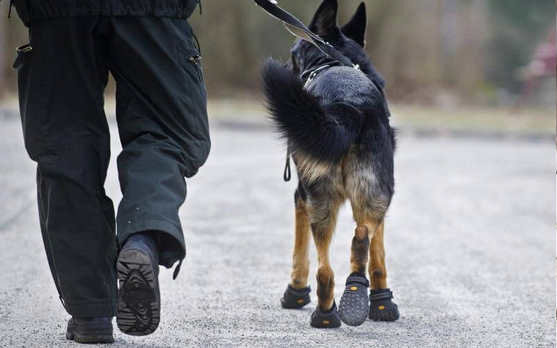 Les chiens ont-ils besoin de vêtements et de chaussures ?