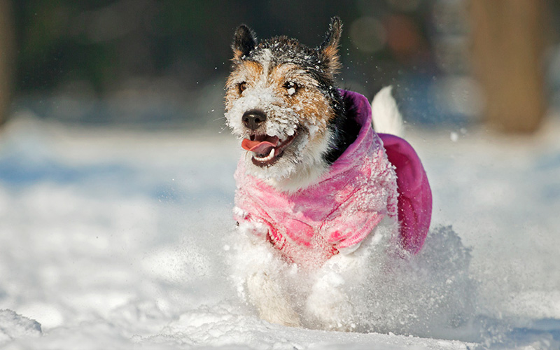 Vêtements d'hiver pour chien : beauté ou nécessité ?