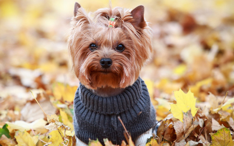 Comment dresser un chien à porter des vêtements