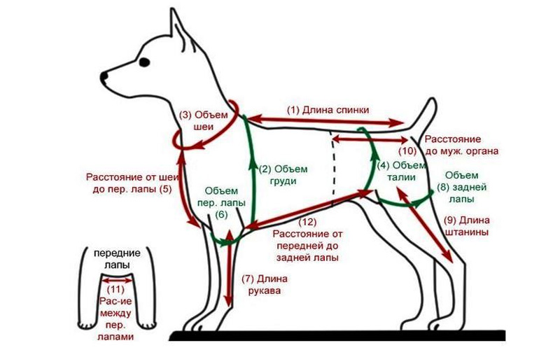 Vêtements pour chiens - comment prendre les mesures