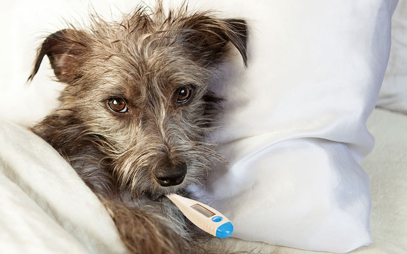 Entérite à parvovirus chez le chien : symptômes, diagnostic, traitement