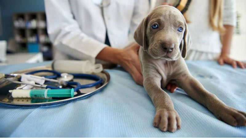 Entérite chez le chien : diagnostic et traitement