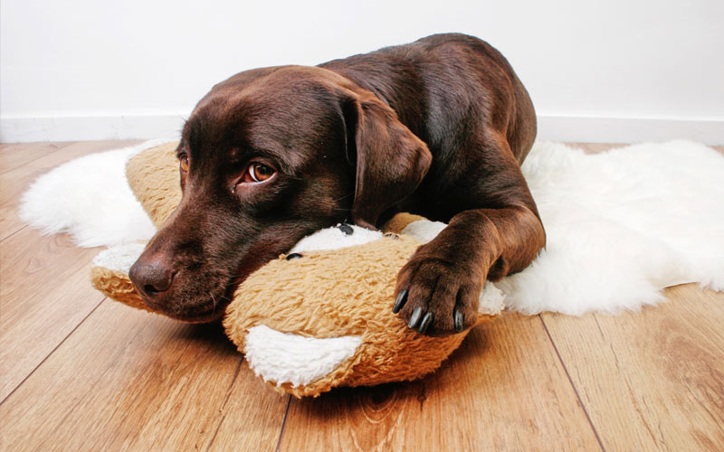 Comment reconnaître et traiter une entérite chez un chiot