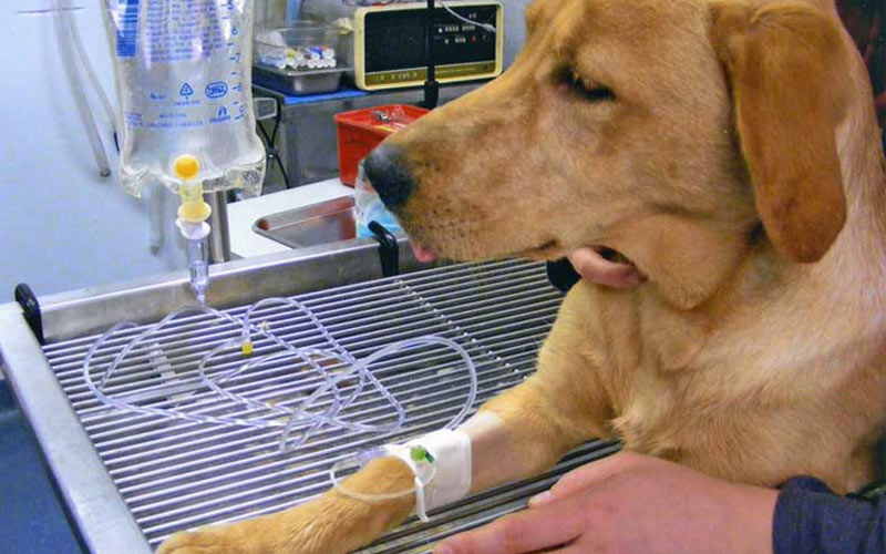 Entérite chez le chien - voies d'infection, traitement, pronostic
