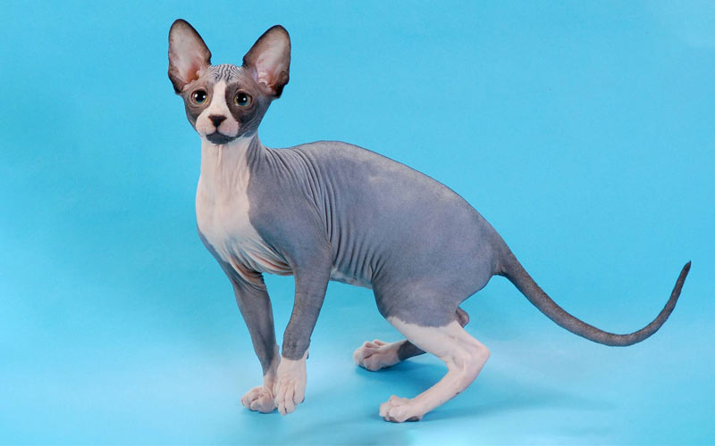 Sphynx canadien