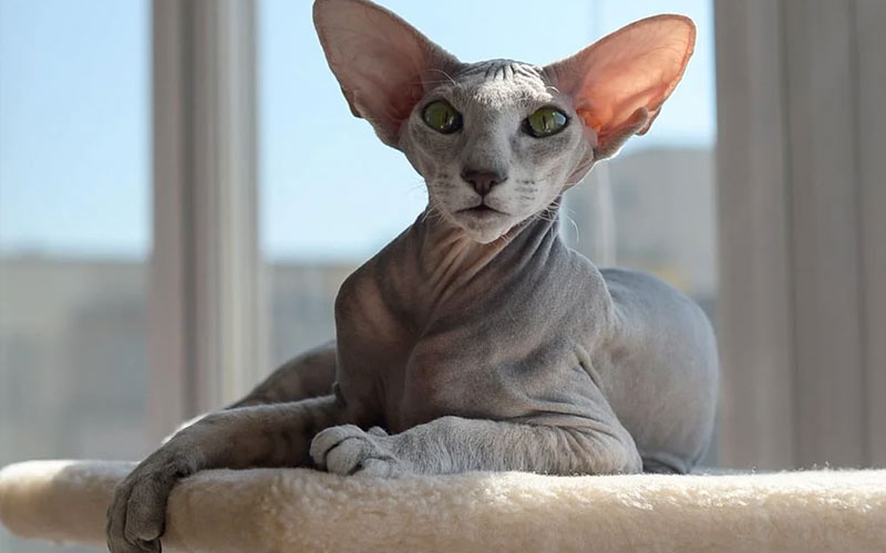 Le Sphinx de Saint-Pétersbourg