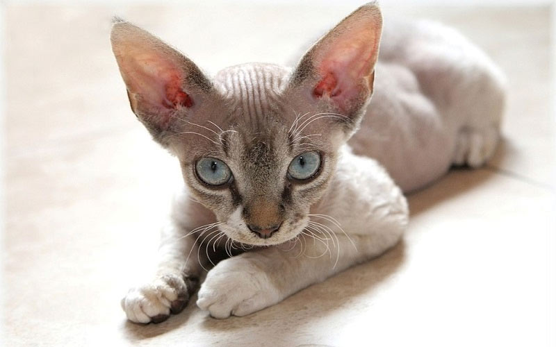 Devon Rex