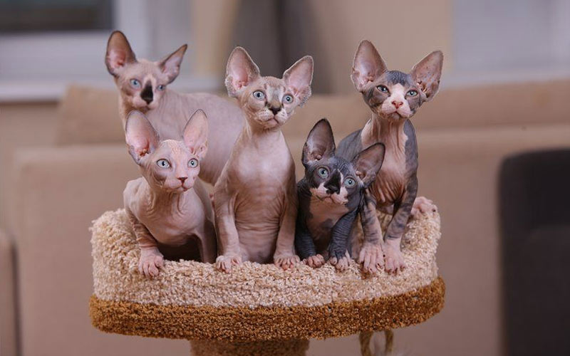 Comment choisir un chaton sans poils