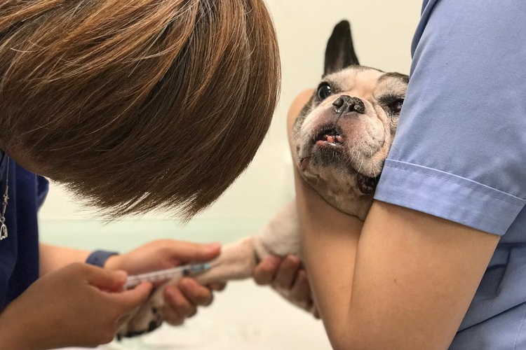 Prélèvement sanguin pour le dépistage de la piroplasmose chez le chien