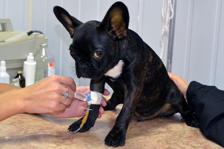 On administre une injection au chien.