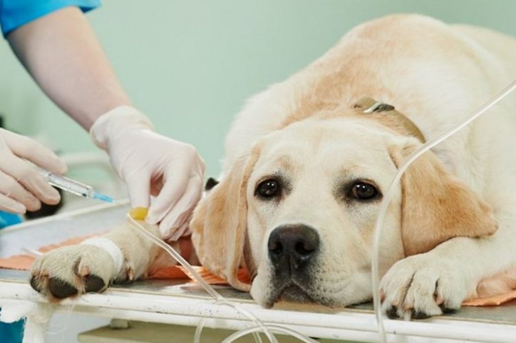 Piroplasmose chez les chiens