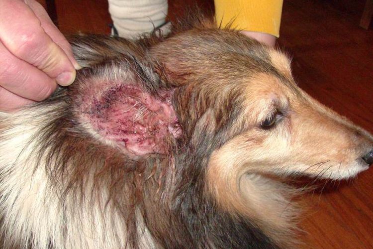 Symptômes de l'otite chez le chien