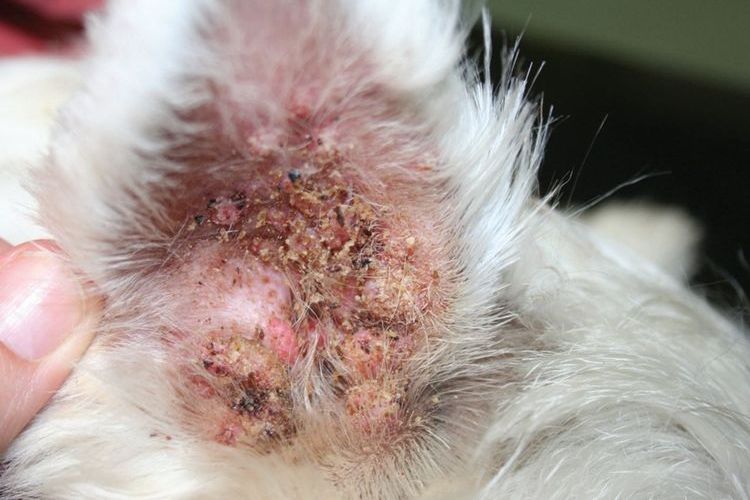 À quoi ressemble une otite chez un chien ?