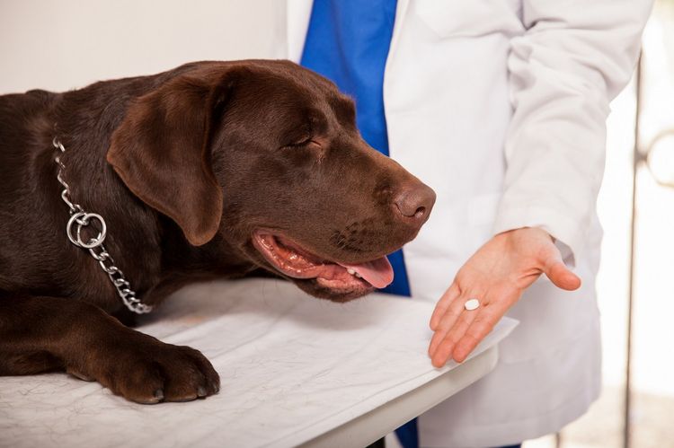 Traitement de l'otite chez le chien par les médicaments