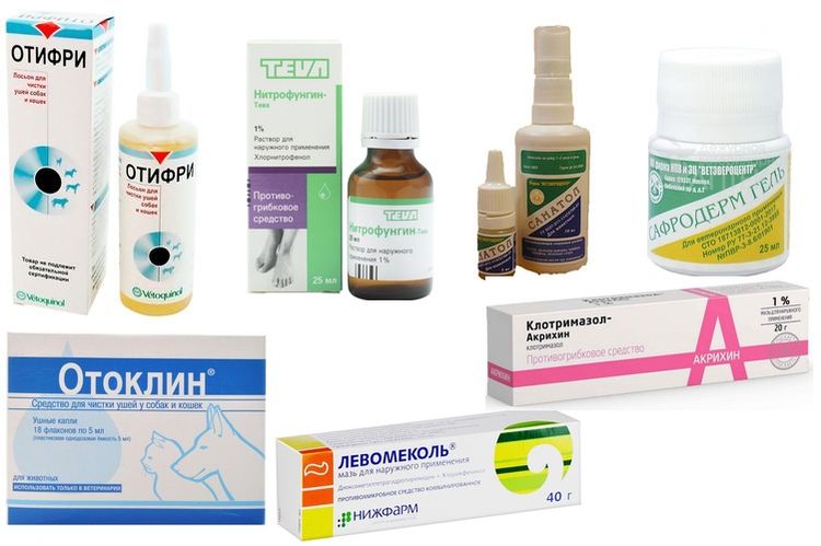 Médicaments pour le traitement des otites chez le chien